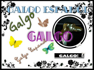 1-Galgo Espanol 