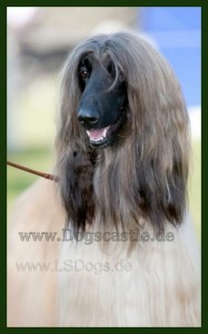 Afghane Windhund