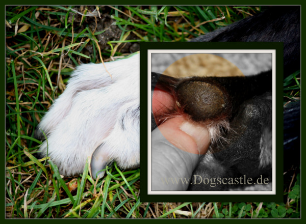 Dornwarzen, Warzen, Hühneraugen, Corns, Pfoten, Windhunde
