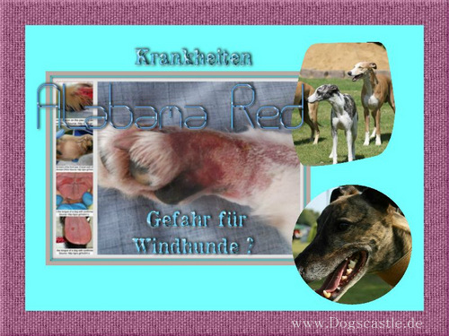 Krankheiten CRGV - Alabama Red, Gefahr für Windhunde - Hunde