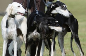 3 Saluki Windhunde