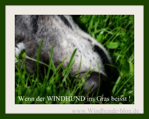 wenn der Windhund ins Gras beisst ... hier finden Sie einige Ratschläge. 