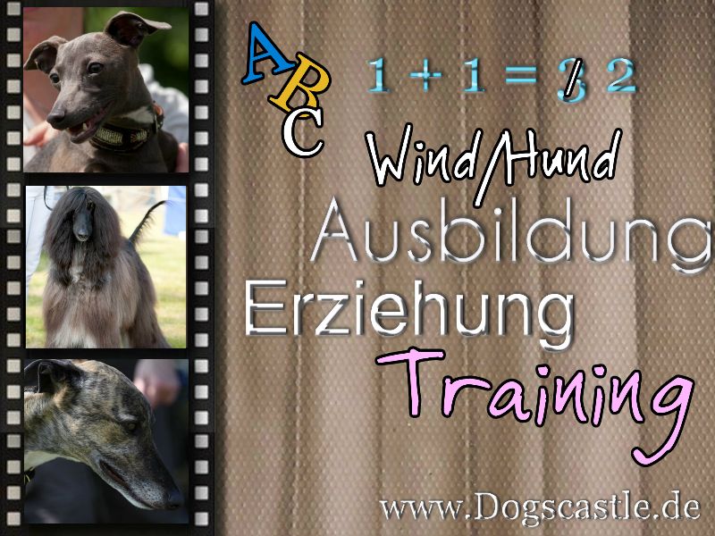 Das Training und die Ausbildung  bzw. Erziehung eines Windhund sollte immer, egal welche Windhundrasse Sie haben mit viel Einfühlung und Geduld einhergehen. 