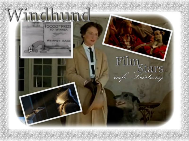 Der Windhund als Star im Film -  reife Leistung für Windhunde. 
