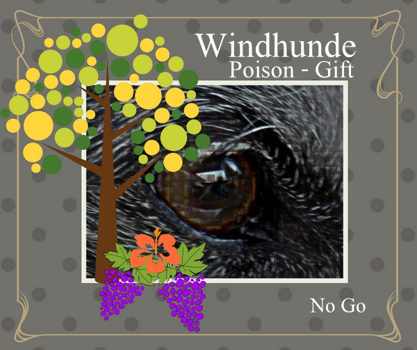 Windhund Poison, Gift, No Go für Windhunde